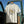 Butterfly Season Ivory Graphic Tee